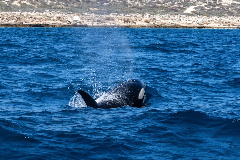 Los humanos quieren nadar con orcas, pero hay investigadores un poco inquietos