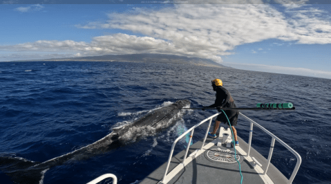 95 ballenas atrapadas en redes y otra basura del océano en solo un año
