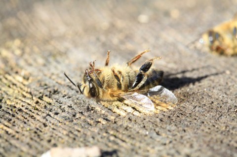 Denuncian envenenamiento de un millón y medio de abejas en Valle del Cauca
