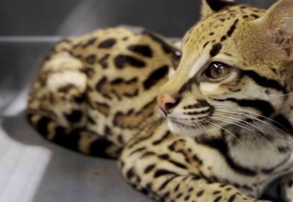 La tenencia ilegal de fauna silvestre es un delito que atenta contra la biodiversidad y los ecosistemas.