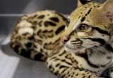 Científicos buscan salvar al ocelote en EE. UU. con reproducción asistida
