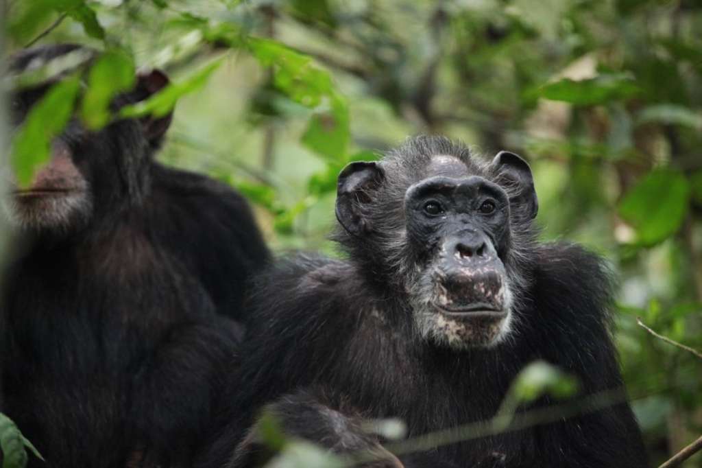 Ma Rainey, una hembra de la comunidad de chimpancés Ngogo, en el Parque Nacional de Kibale, Uganda, y su hijo adulto Wes.