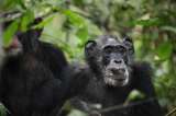 Una guerra de chimpancés que duró una década terminó en más nacimientos para los vencedores
