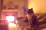 Así salvo un gato a toda su familia de un incendio en la casa