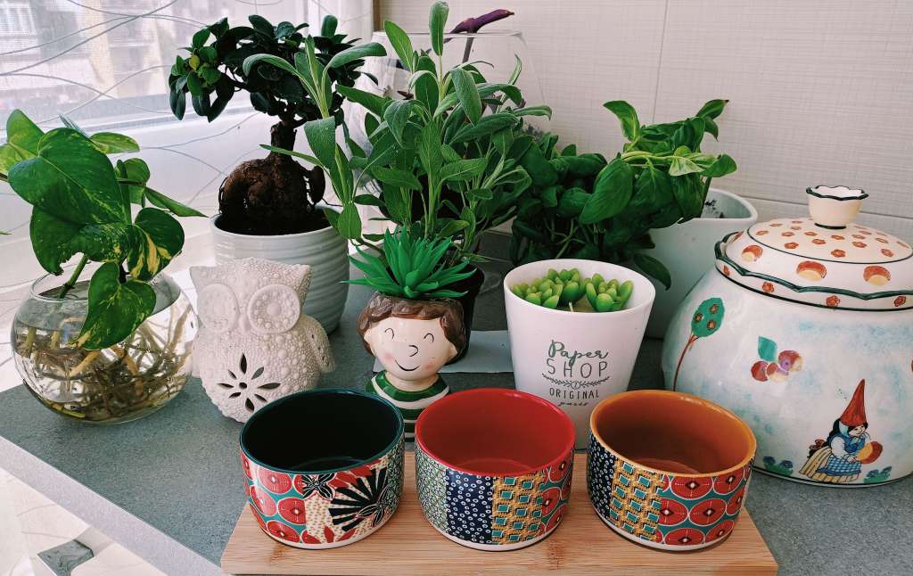 Plantas en casa