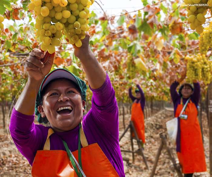 Una botella de pisco utiliza aproximadamente 7 kilos de uva, para el caso del pisco mosto verde, se pueden utilizar hasta 14 kilos de uvas pisqueras.