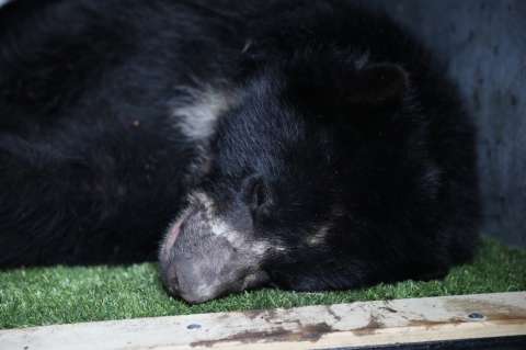 Tras su paso por el Parque Jaime Duque, el oso Tamá vuelve a su hábitat con collar satelital