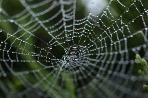 Encuentran por qué la seda de araña es el elemento más resistente del mundo