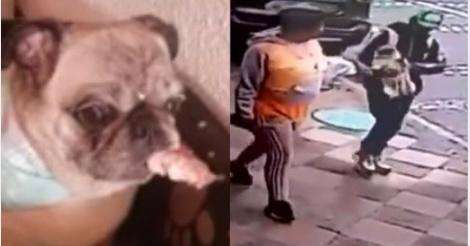 (Video) Se robaron una perrita Pug en la puerta de una vivienda en Bogotá