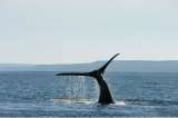Cinco años vetado: publican en Australia impactante video de caza de ballenas