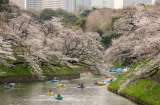 Tokio se llena de cerezos: así es la floración en primavera