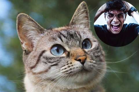 10 cosas que los gatos odian de los humanos