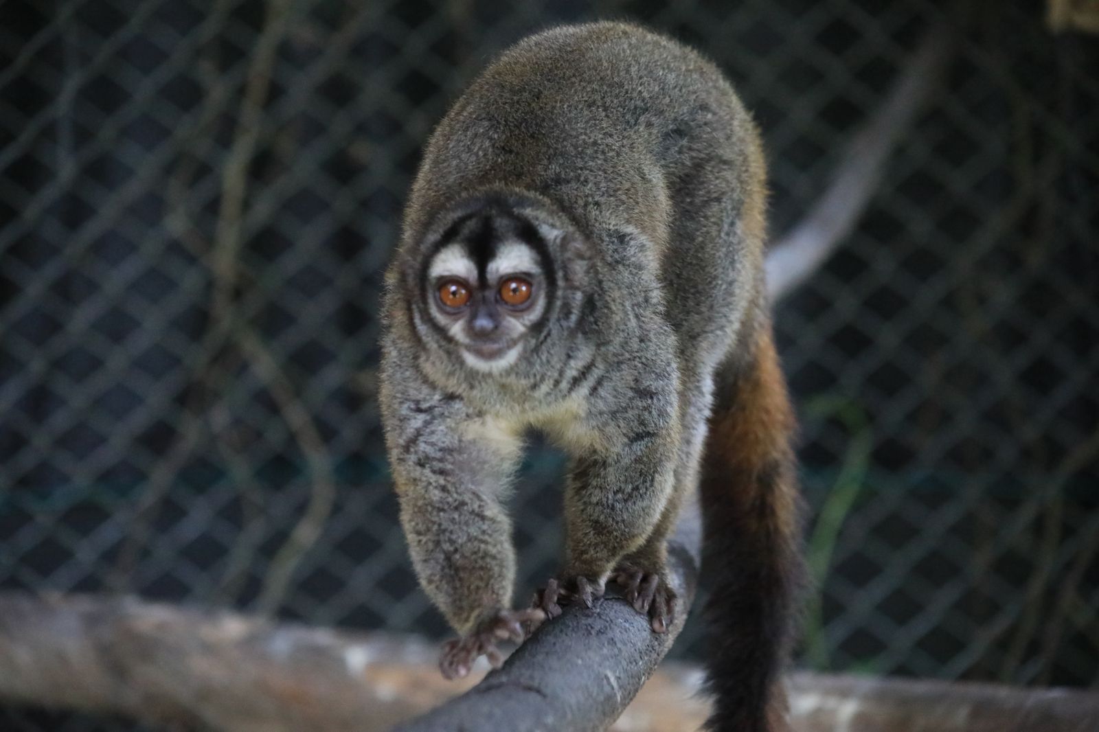 El mico de noche es una de las especies más amenazadas del departamento por cuenta del tráfico ilegal de especies.