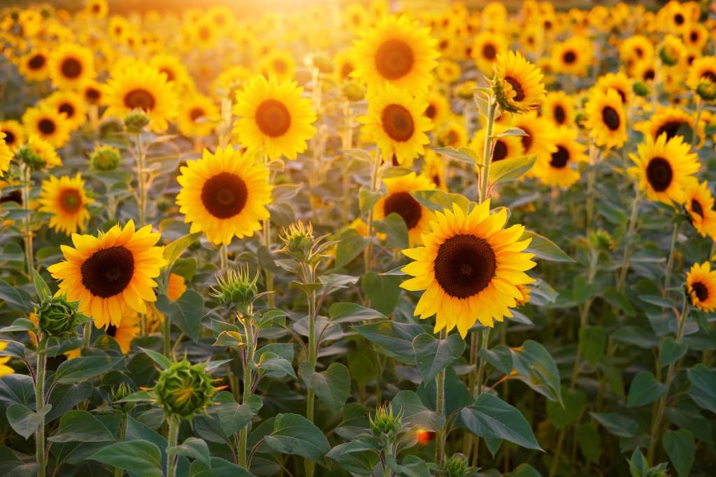 Fotografía de un campo de girasoles al atardecer, con la luz del sol entrando desde la parte de atrás de la imagen.