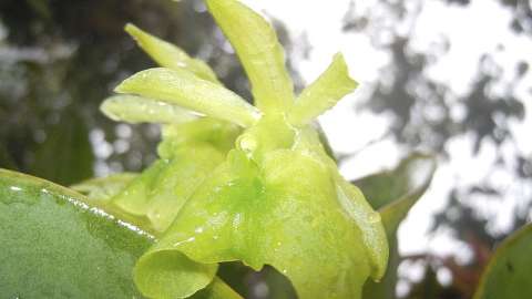 El estudio sobre orquídeas que evitó explotación minera en Fusagasugá