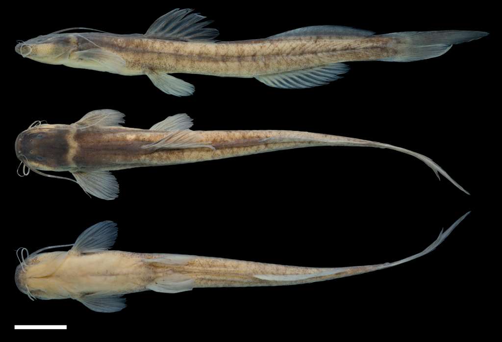 Especie Magdalenichthys yariguies.