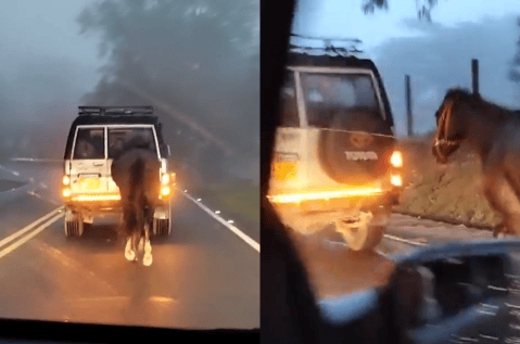 Autoridades investigan el caso de un caballo que corría atado a una camioneta