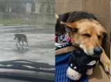 Rescatan a perrita que vagaba sola por las calles tras la muerte de su dueño