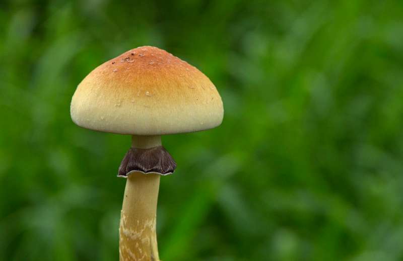 hongos