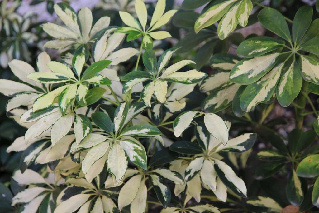 La Schefflera arboricola se reconoce por sus hojas en forma de mano, brillantes y verdes, que crecen en grupos de 7 a 9 foliolos; además, puede desarrollarse como arbusto, trepadora o incluso sobre otras plantas sin dañarlas.