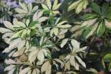 Cheflera: la planta perfecta para iluminar cualquier rincón del hogar