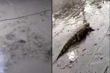 (VIDEOS) Caimanes aparecen en las calles de Río de Janeiro tras fuertes lluvias
