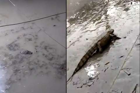 (VIDEOS) Caimanes aparecen en las calles de Río de Janeiro tras fuertes lluvias