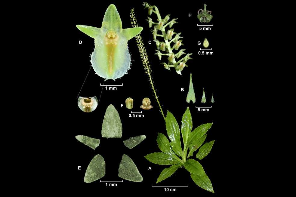"Crossoglossa dapaensis", nueva especie de orquídea descubierta Yumbo, Valle del Cauca, Colombia.