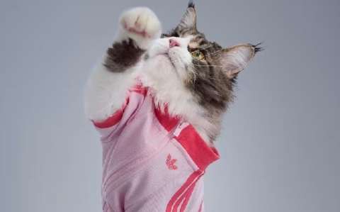 La nueva colección de Adidas también viste a las mascotas: estos son los detalles