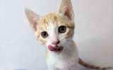 Gonzo Miauricio: el gatito sin una patita que busca un hogar lleno de amor