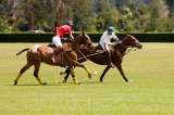 ¿Es un apasionado por los caballos? Llega el torneo de polo entre universidades