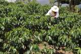 ¿Una cosecha de café de 12,2 millones de sacos?
