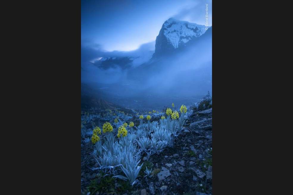 El colombiano Gabriel Eisenband ganó en la categoría Plantas y Hongos por esta fotografía en el Ritak’Uwa Blanco, en la Cordillera Oriental de los Andes colombianos.