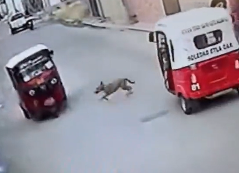 Perro corre en medio de dos carros.