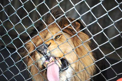 Autocanibalismo: ¿por qué algunos animales se comen a sí mismos?