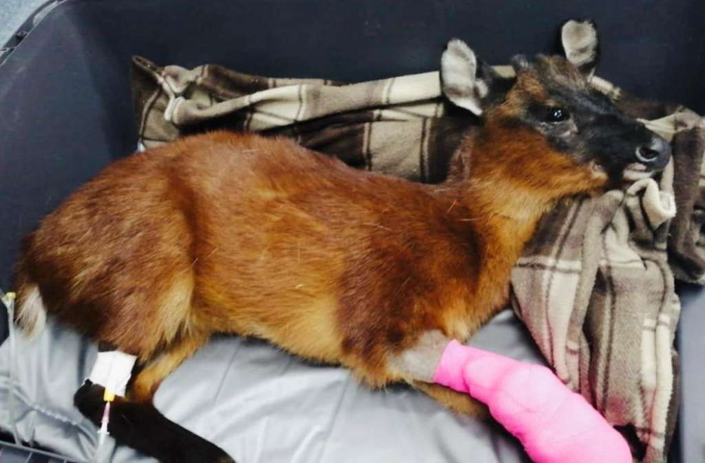 Puma y venado encontrados en Bogotá se recuperan satisfactoriamente