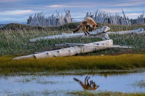 Estas son las mejores fotos del concurso Capturing Ecology