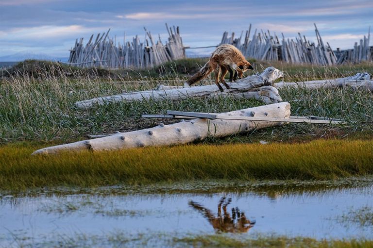 Estas son las mejores fotos del concurso Capturing Ecology