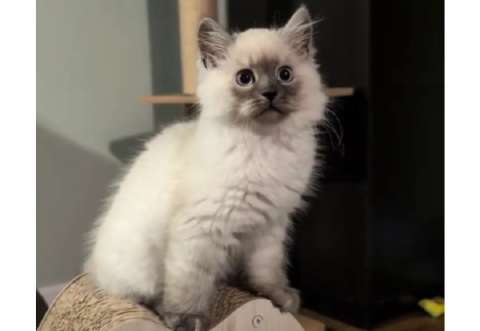 Mujer adoptó un pequeño gatito y se llevó una gran sorpresa meses después (video)