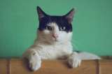 Gatos blanco con negro: curiosidades y características de estos felinos