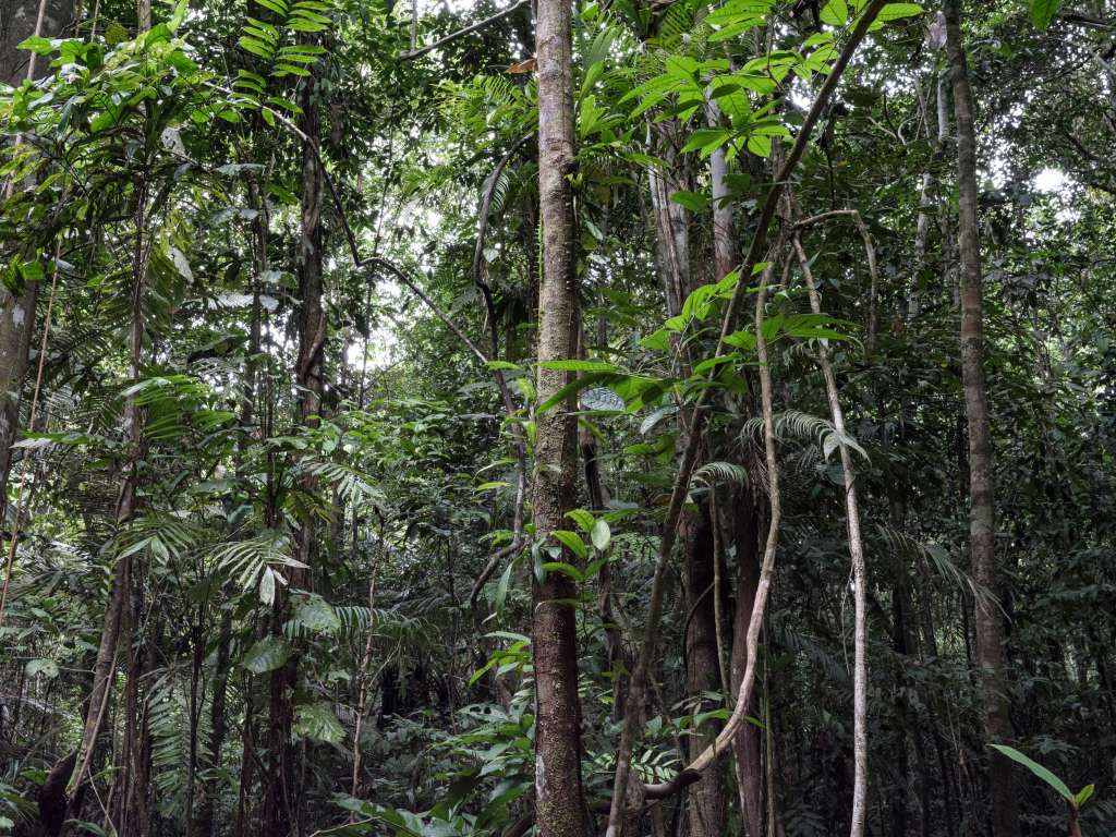 La selva amazónica en Murutinga, una comunidad cerca de Mitú, la capital del Vaupés.