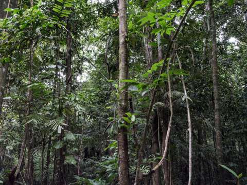 Cuidar la selva, una despensa de plantas medicinales