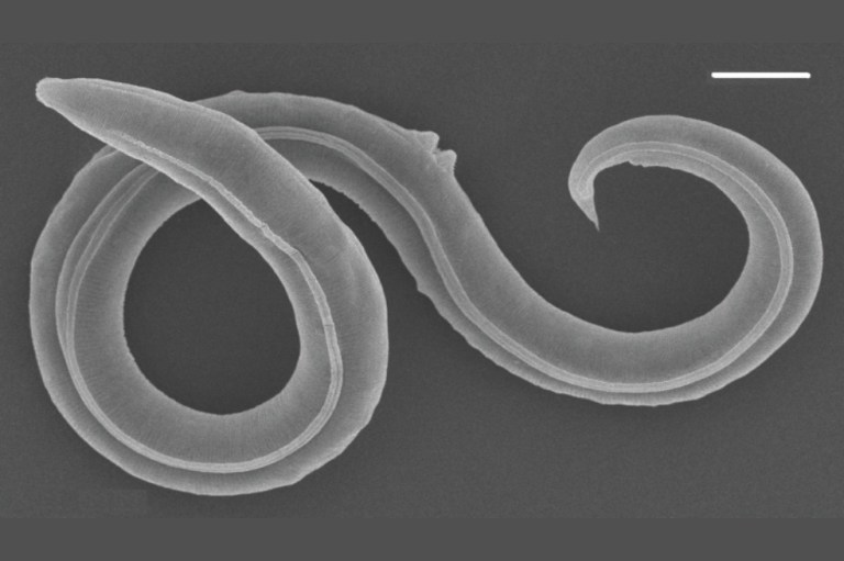 Este gusano microscópico sobrevivió en el permafrost siberiano durante 46.000 años