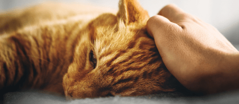 ¿Cómo detectar enfermedades en gatos? Esto dicen los expertos