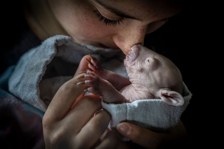 En la categoría de ‘Humano / Naturaleza’ el ganador fue Douglas Gimesy. Una estudiante de veterinaria acuna y acaricia a un wombat común (Vombatus ursinus) de cuatro meses recién rescatado llamado Maude. “A pesar de su nombre, el número de wombats como Maude está disminuyendo, lo que hace que esta tierna foto sea un recordatorio aún más claro de nuestro papel más importante en la supervivencia de su especie”, afirmó el fotoperiodista profesional de conservación y vida silvestre.