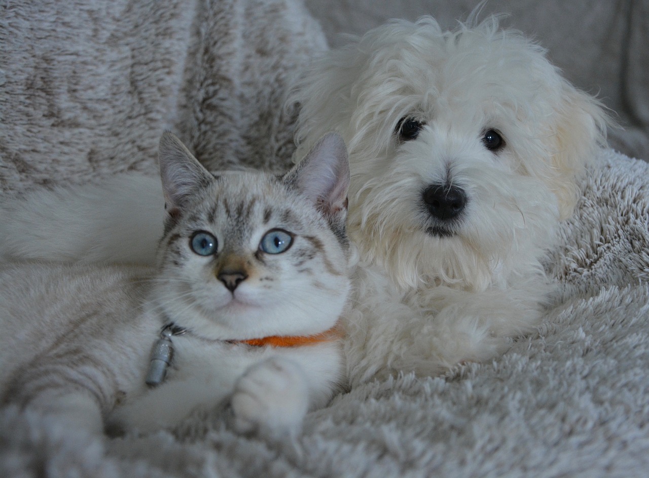 Perros y gatos