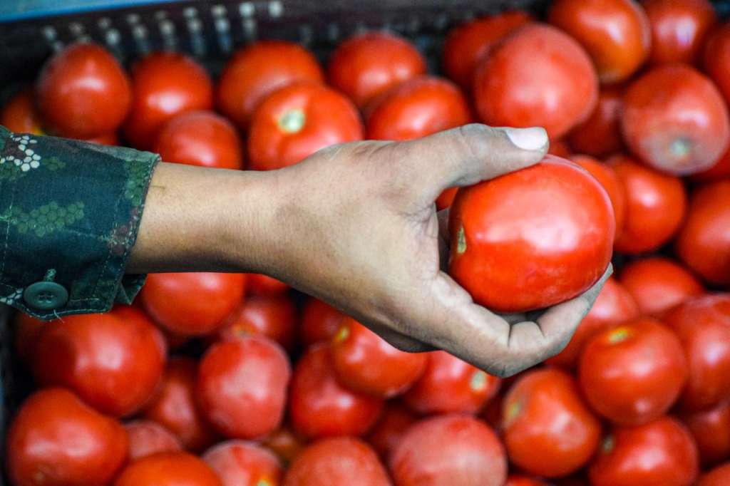 Sustitución de cultivos ilícitos por tomate en Argelia, Cauca.