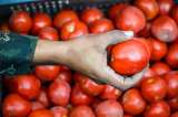 Campesinos de Argelia se unen a sustitución de cultivos con producción de tomate