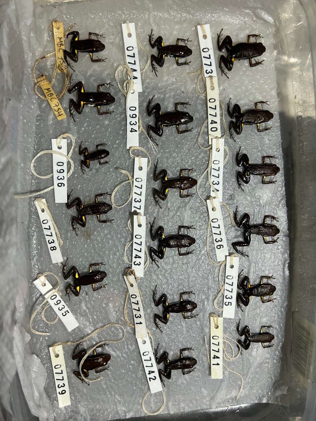 Epipedobates currulao
