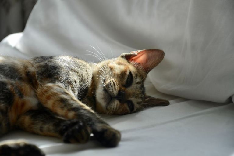 ¿Cómo saber si un gato se siente mal?